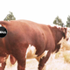 Image for article titled Dell's "Carbon Neutrality" Is Really a Bunch of Cow Poop